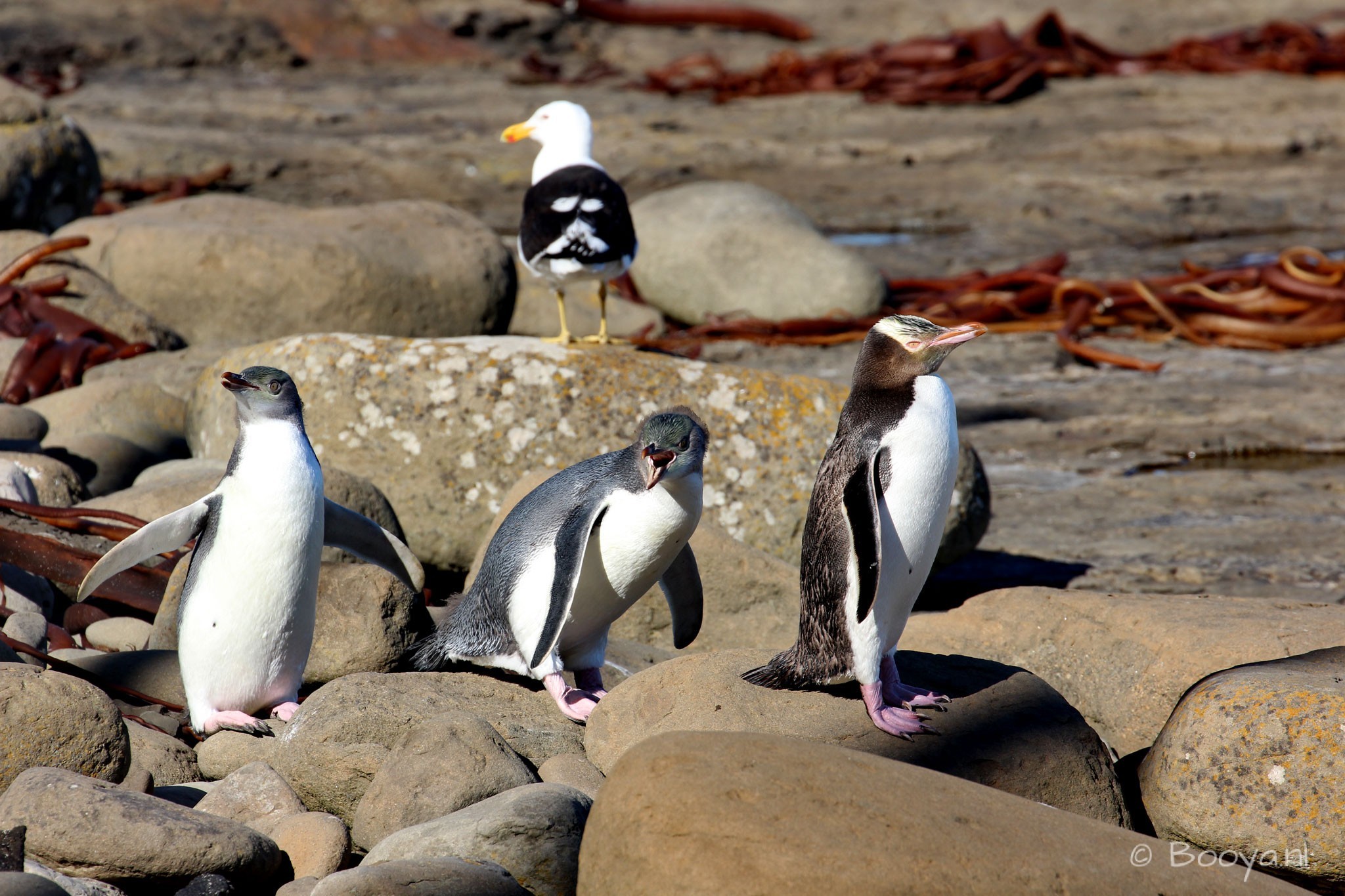 Yellow-Eyed Penguins