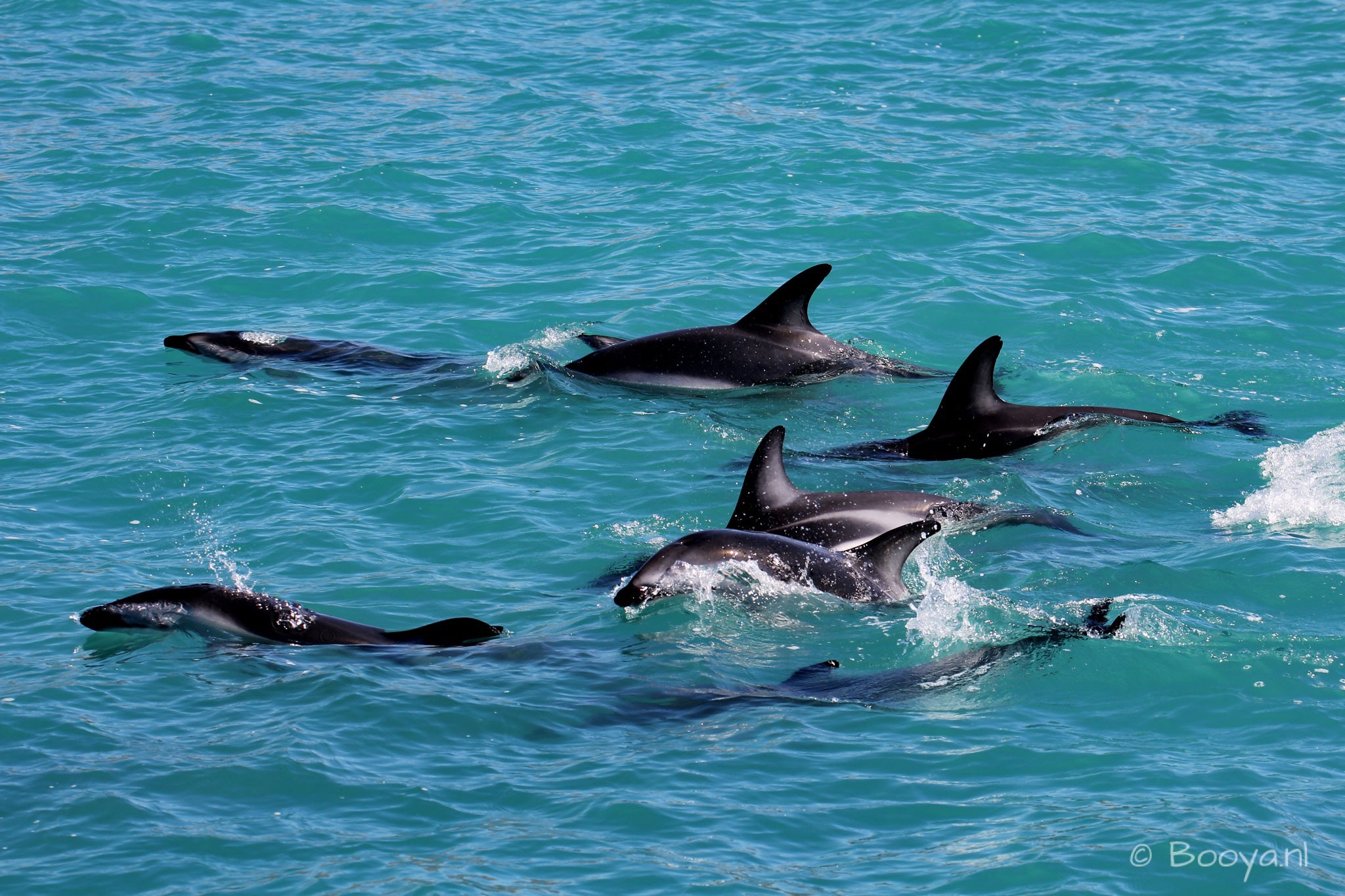 Awesome day, swimming with 200 Dusky Dolphins