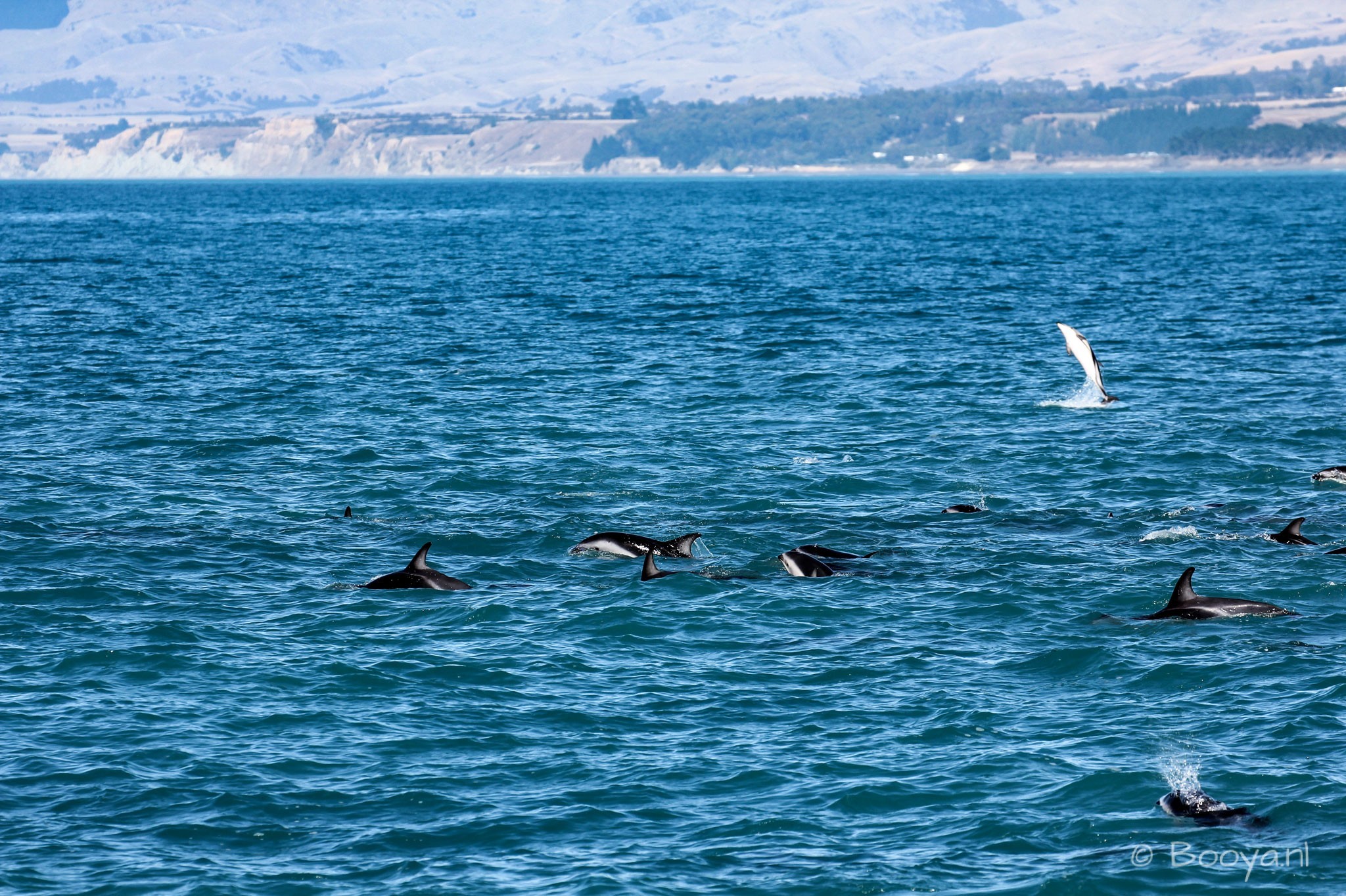 Dusky Dolphins in their natural habitat