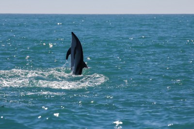 Jumping Dusky Dolphin