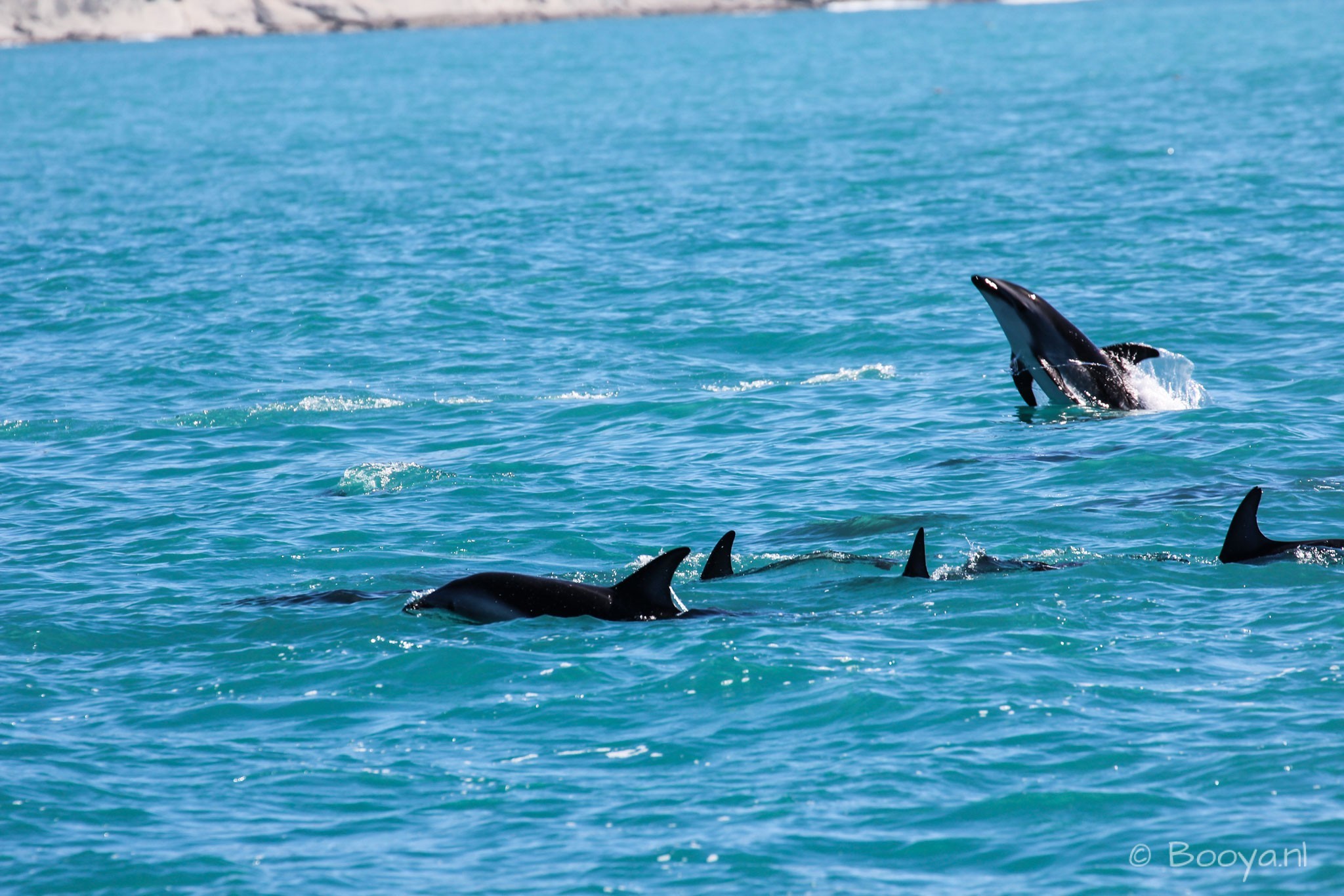 Dusky Dolphins in their natural habitat, beautiful!