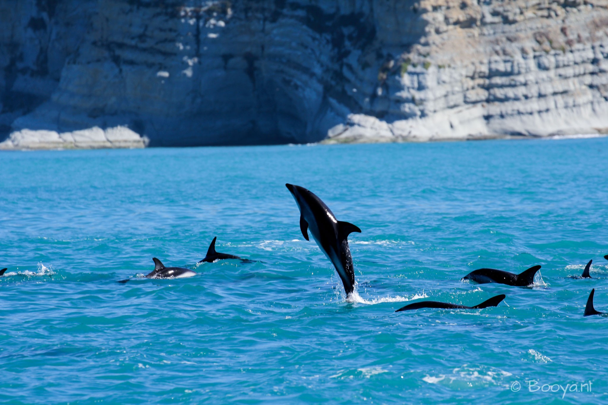 Dusky Dolphins