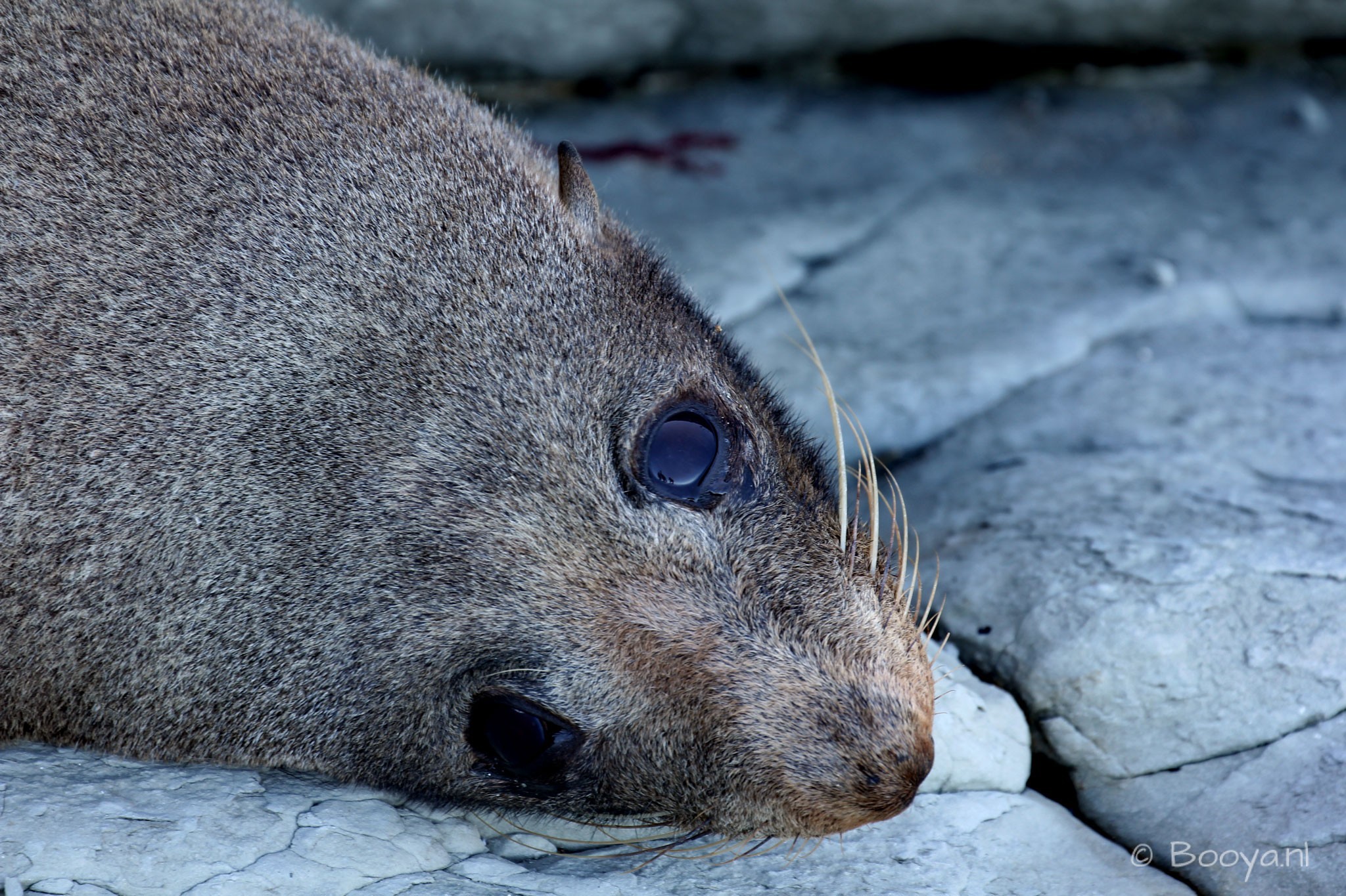 Cute Sea Lion at Kaikoura