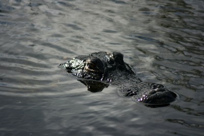 American Alligator, Everglades