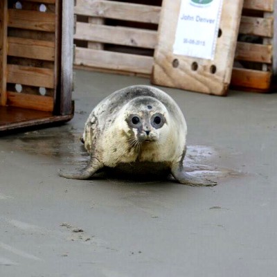 Releasing seals back into the wild