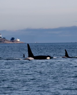 Orcas, wild and free!