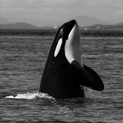 Orca, Canada