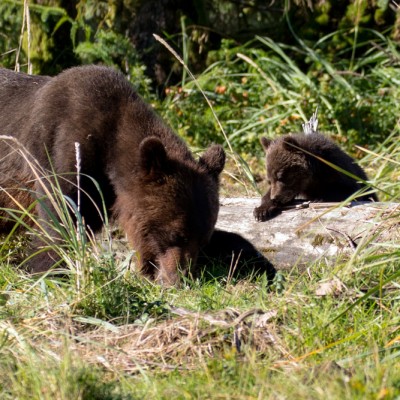 Mother with cub