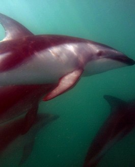 Swimming with 200/300 wild Dusky Dolphins